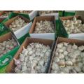 Cold Storing Fresh Normal Garlic