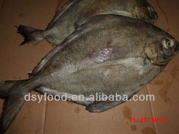 GRADE A Whole Round Frozen Golden/Black/silver Pomfret Fish Pomfret Fish