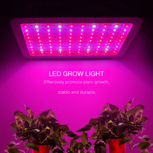 Hybride tomatenzaad Groeiende lichten Led Full