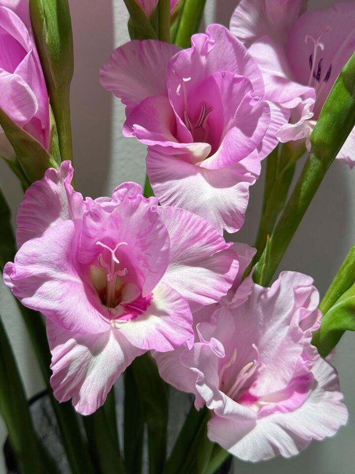 ই লিয়ান ইউ মেং এর গ্ল্যাডিওলাস Gladiolus of Yi Lian You Meng