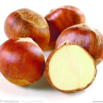 Fresh Chestnut Glossy Health