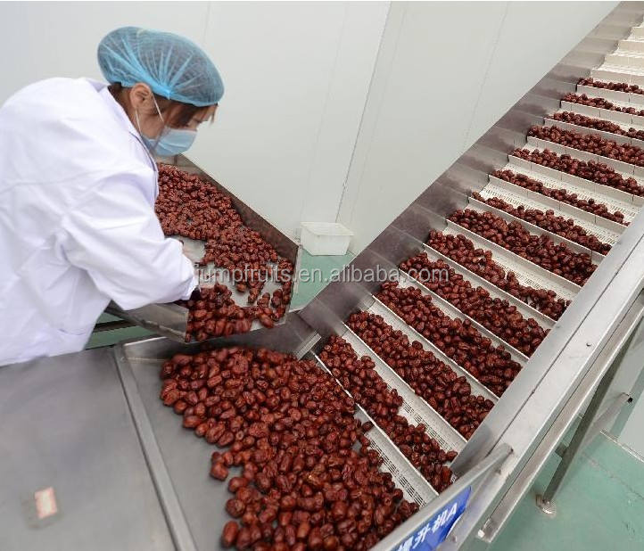 dates palm processing drying machine with turn key solution