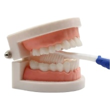 Kids Oral Health Educational Dental Model - Upper and Lower Jaw Practice Care Standard