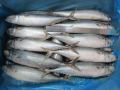 Seafrozen Whole BQF Pacific Mackerel Fish 200-300g 300-500g
