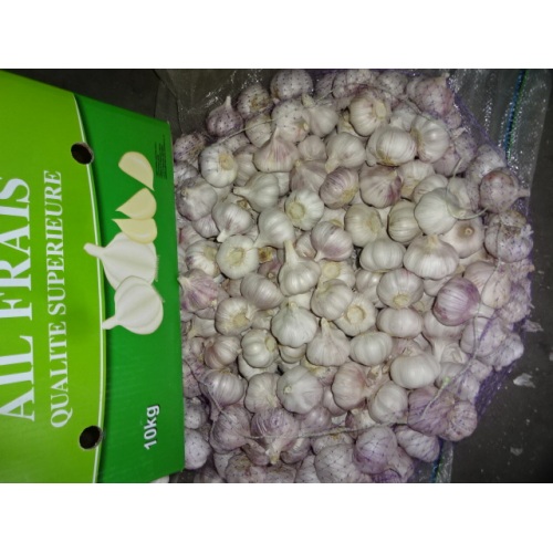 Buy 2020 Fresh Normal White Garlic