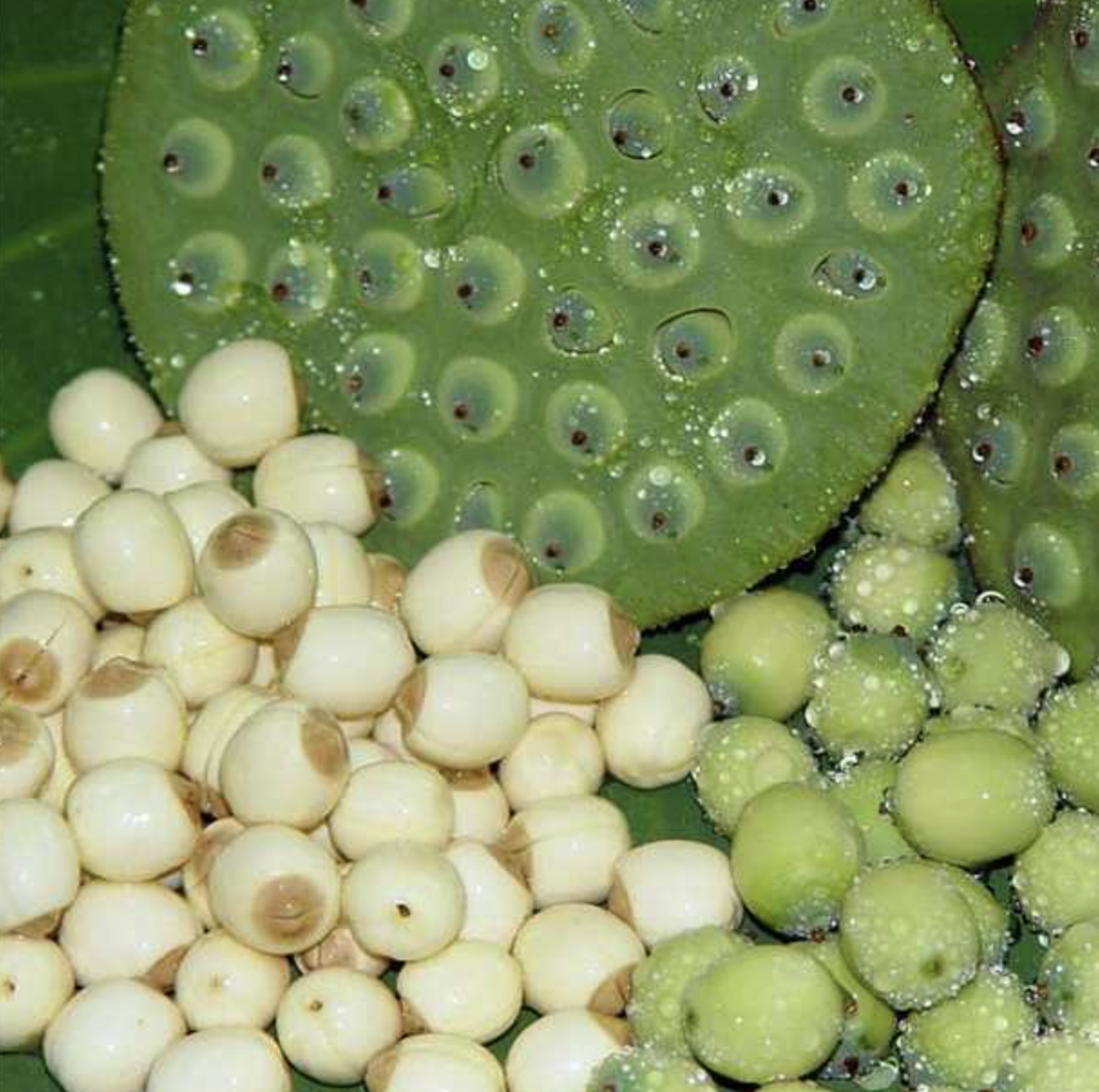 مستخلص بذور اللوتس Lotus Seed Extract