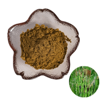 factory suppy high quality common scouring rush herb P.E./common scouring rush herb extract powder