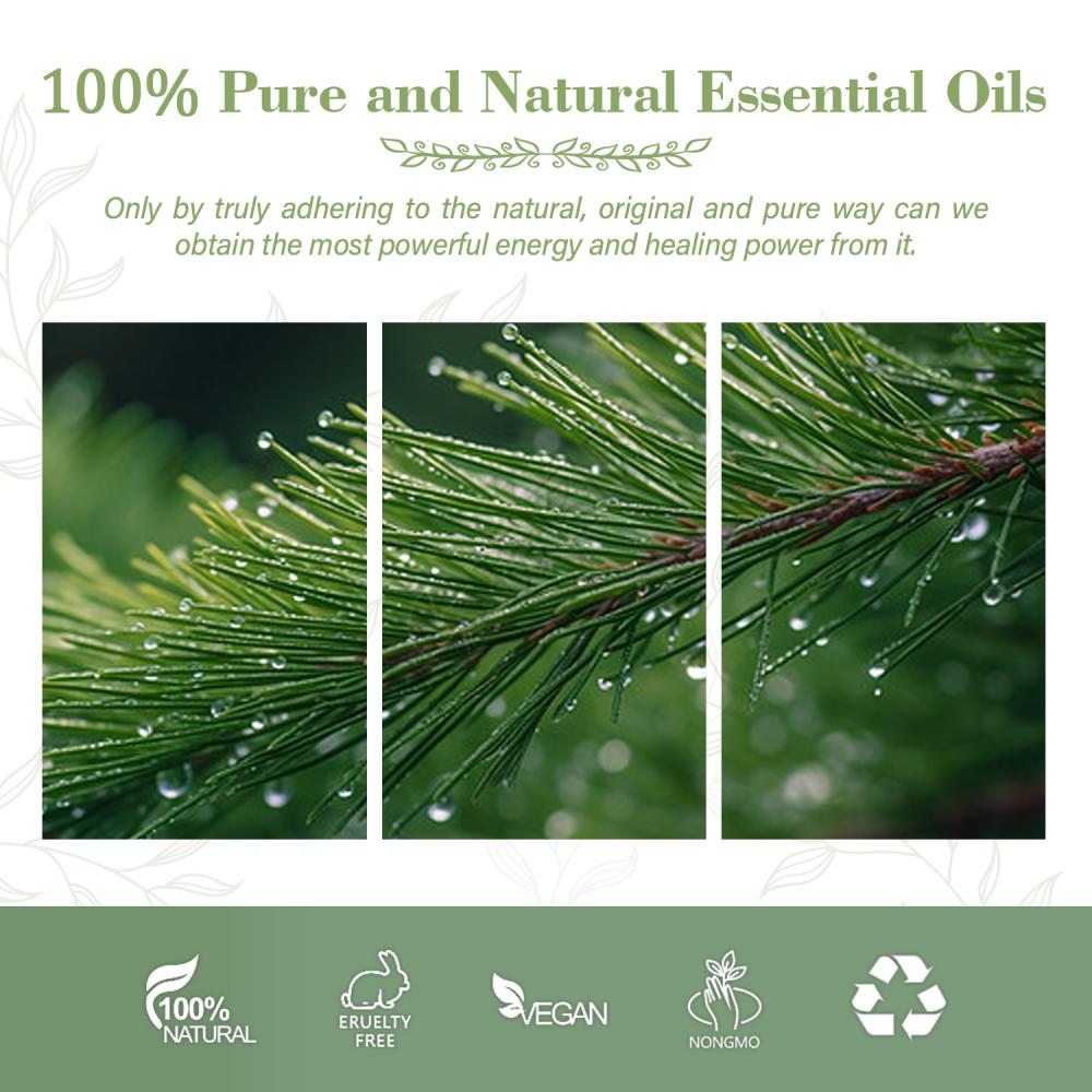 Aceite esencial de aguja de pino natural 100% puro para el aceite esencial de agujas de pino cosméticas