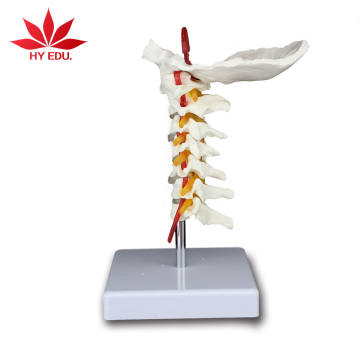 Hot Selling Cervical Spinal Column Model with Occipital Bone for Medical Students