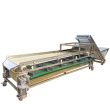 Olive Fruit Sorting Grading Sizing Machine