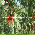 Factory Supply Fruits Premium Red Goji Berry