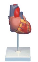 Adult Heart Model
