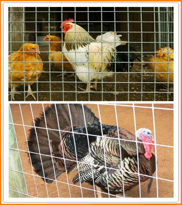 Tani przewód z kurczaka Filipiny/kurczak sześciokątne ogrodzenie do tynkowania