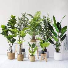 Indoor Green Faux Plants: Palm Trees, Banana Plants & Artificial Bonsai