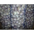 Fresh Garlic Loosing Packing