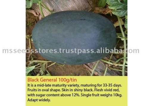 BLACK GENERAL Hybrid Watermelon Seeds