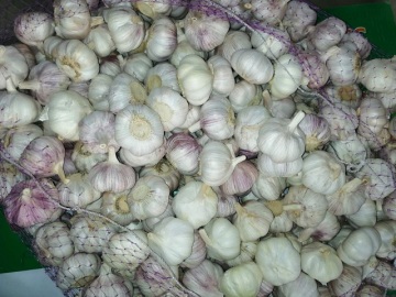 proper way to store new crop fresh garlic
