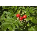 Rose Hip Extract powder