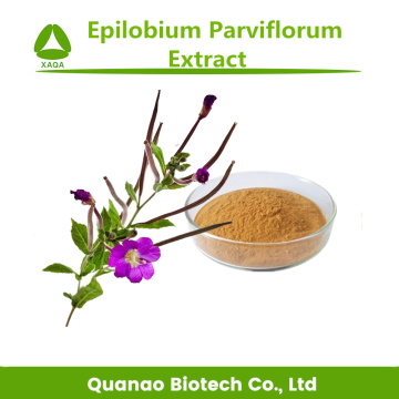 Kostenlose Proben-Epilobium-Parviflorum-Extraktpulver 10: 1