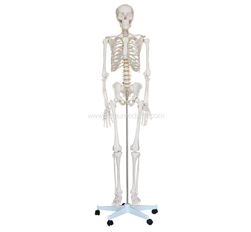 Life-Size Skeleton 180cm Tall