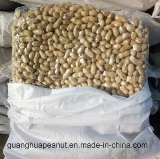 Original Quality Roasted Peanut in Shell From China