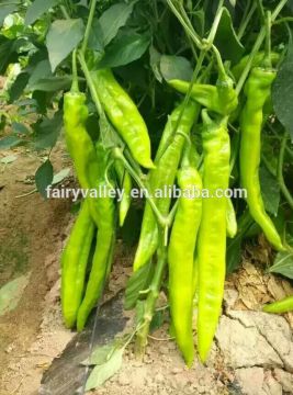 Super long big fruit yellow peel pepper Chilli Pepper Seed-New Golden Fortune 808