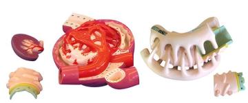 Renal unit glomeruli and podocytes (4 components)