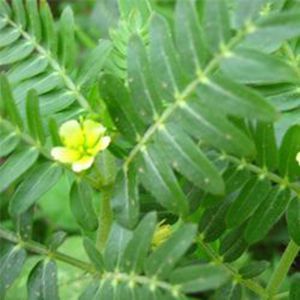 Tribulu Terrestris Extract 