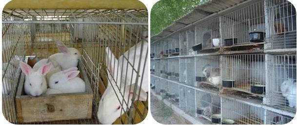 industrial breeding rabbit cage factory 3 or 4 layer/Commercial rabbit cage/galvanized welded mesh cage for rabbit