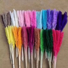 Wholesale Dried Pampas Grass Plumes and Reed Sticks