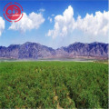 New Harvest GMP Factory Low pesticide Goji Berries