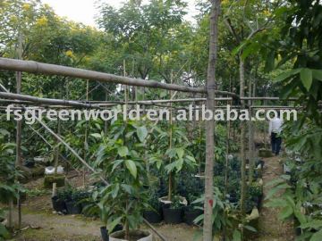 Cassia surattensis tropical flower trees