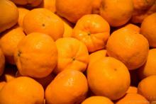 Fresh new crop LUGAN orange