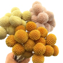 Preserved Golden Ball Flowers (Billy Buttons) for Dried Flower Arrangements & Home Decor