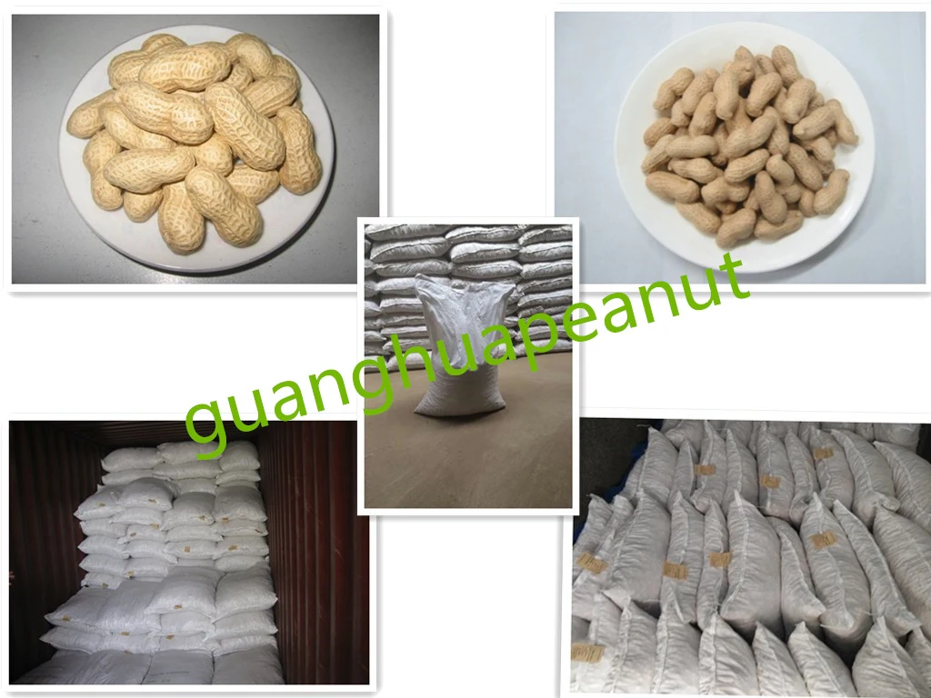 Factory Hot Sale Peanut in Shell New Crop