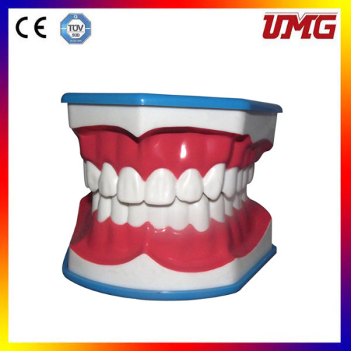 Dental Orthodontic model/Dental study model / dental teaching model