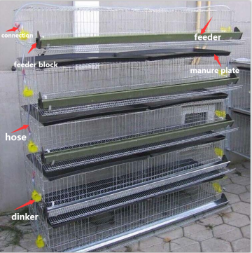 Quail Cage H Type  Good Quality   For Poultry Farm