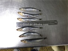 Good Quality Frozen Whole anchovy