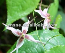 Epimedium Extract