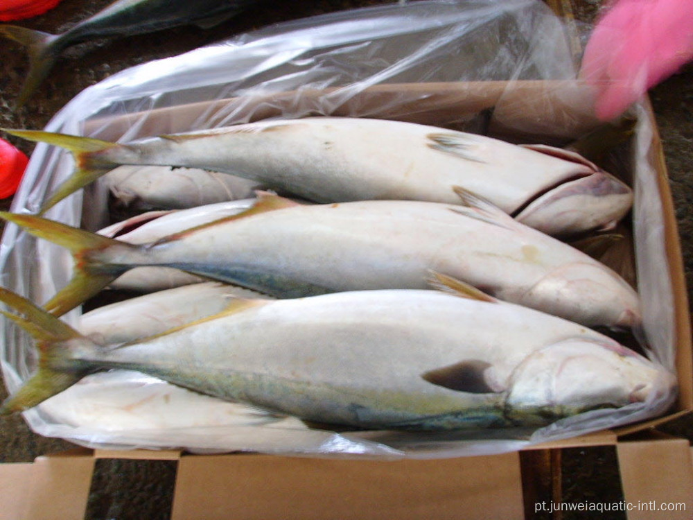 peixe de cauda amarela congelado para venda