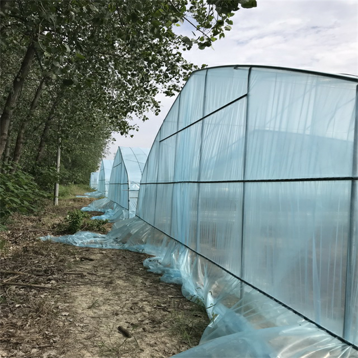 Singe Tunnel Greenhouse