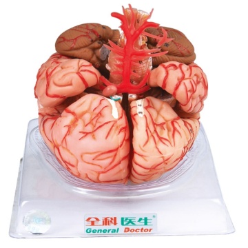 GD/A18220 Anatomical Brain Model with Arteries - Human Anatomy Study