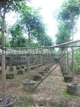 Mangifera indica fruit trees