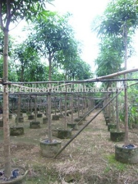 Mangifera indica fruit trees