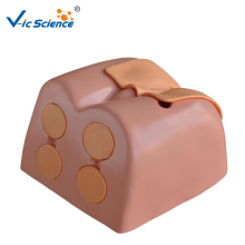 Prostate Examination Simulator Nursing Training Model