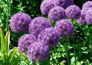 Allium Giganteum Regul Sale