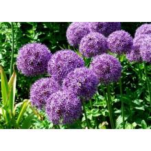 Allium Giganteum Regul Sale