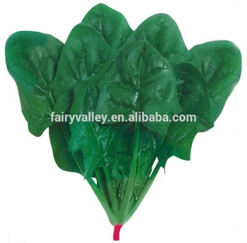 Big Leaves Spinach Seeds For Sale