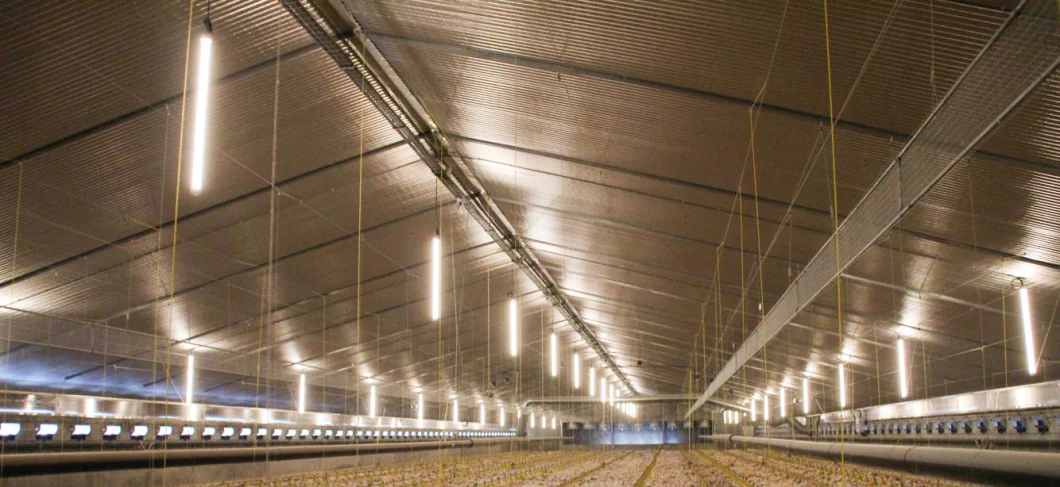Humidity/Dust Proof Poultry House Lighting for Poultry Farm