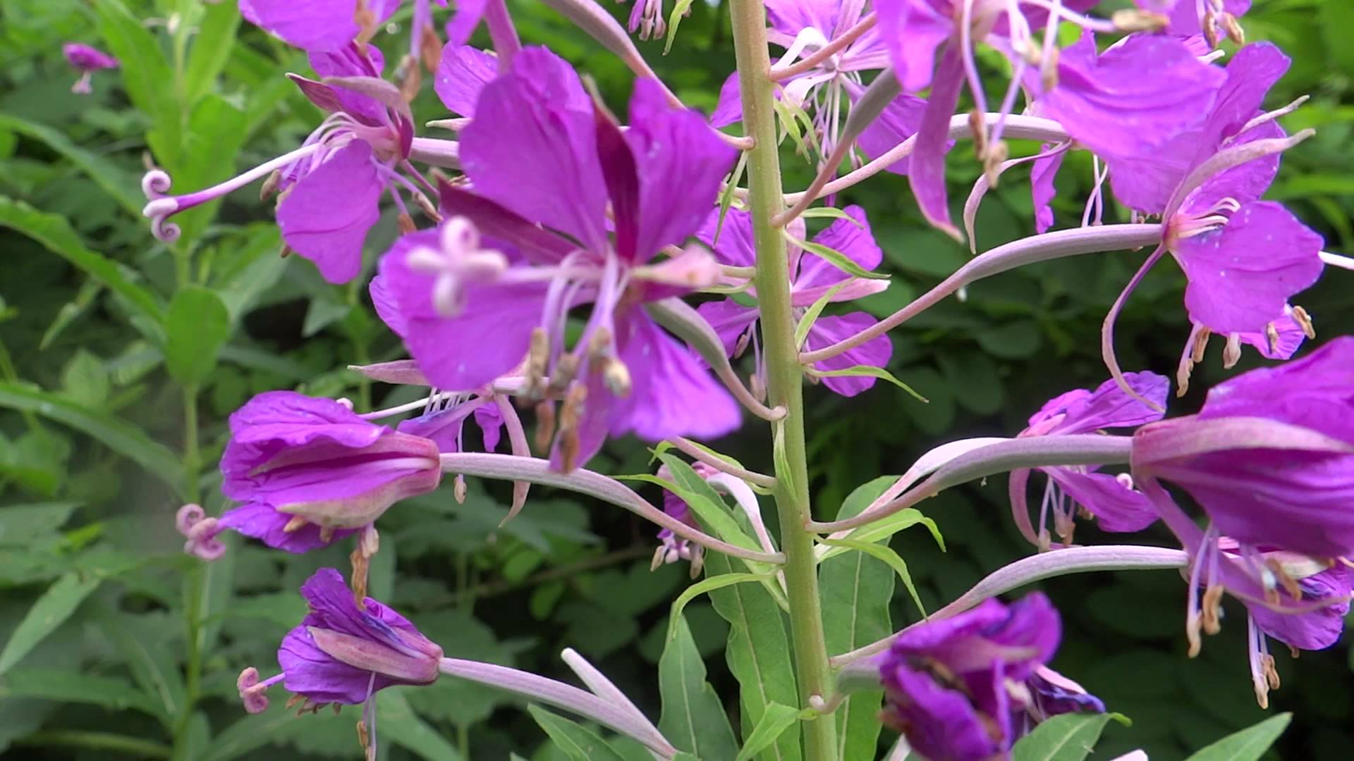 Epilobium parviflorum Schreber.